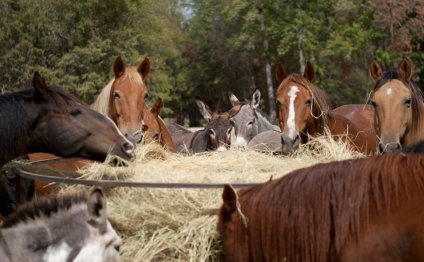 10 Farm Sanctuaries in the