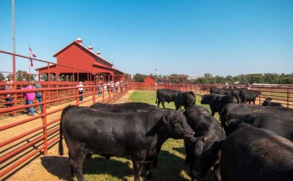 Cattle are auctioned at 44