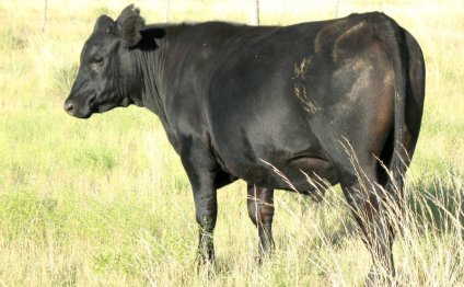 GRASS-FINISHED BEEF BETTER