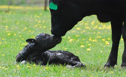 Mom and Calf