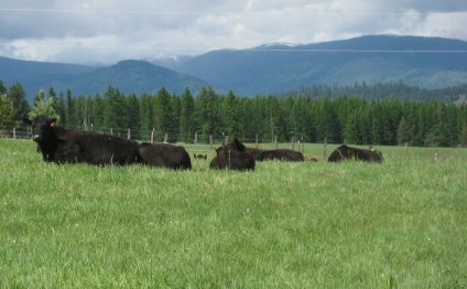 Grass fed Angus Beef - raised