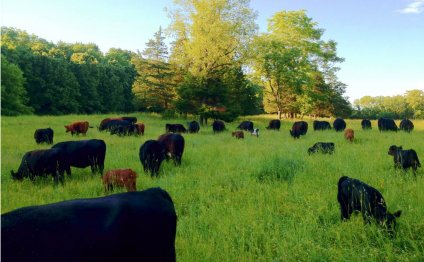 Vernon valley farm - grass fed