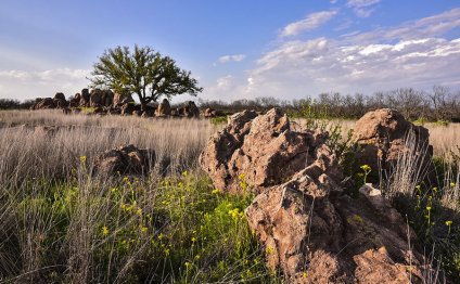 Whitetail Deer ranch in