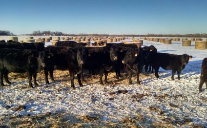 Cows at Cloverleaf Grass Farms