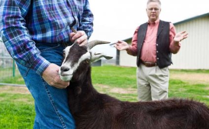 A reluctant Goat No