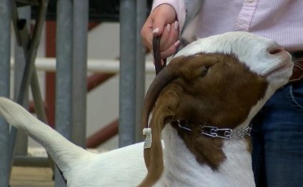 NATIONAL GOAT SHOW National