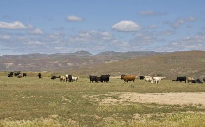 Texas Beef Council (TBC) has