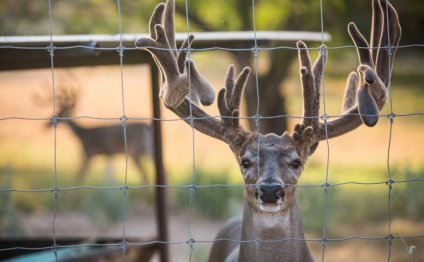 At Texas Mountain Ranch by