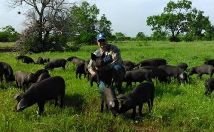 South Texas Heritage Pork