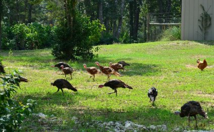 Free range turkeys.jpg