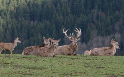 Texas deer ranches.jpg