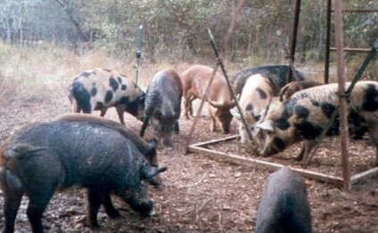 Feral hogs eat corn at a deer