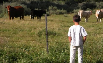 The Texas beef industry