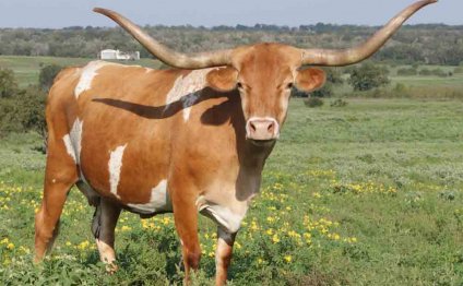 Texas+Longhorn+Cattle | Ranch