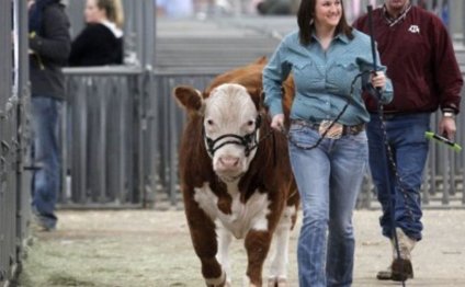 Wall Livestock Show results