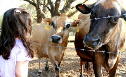 Pasteurized Organic milk