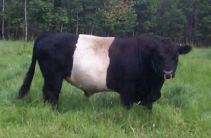 beef beef