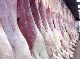 Beef carcasses await further processing. Texas scientists are now cloning cattle to obtain certain USDA grading characteristics, but Pacific Northwest manufacturers state their customers may likely reject technology.