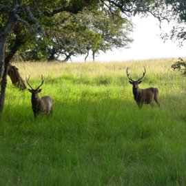 cracked Arrow Ranch - Really Wild, Free-Range Venison