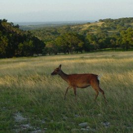 cracked Arrow Ranch - Truly Wild, Free-Range Venison