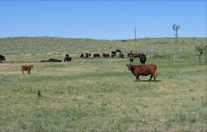 Cattle near a windmill