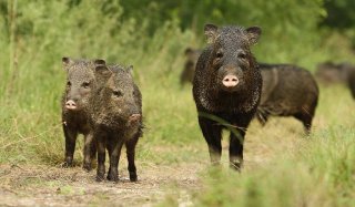 collared-peccary