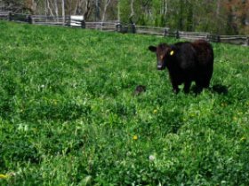 Cow in a Field