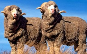 Delaine-Merino Sheep