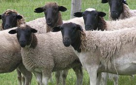 Dorper Sheep