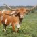 Cattle Ranching in Texas