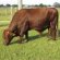 Texas Beef Cattle