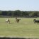 Texas Farms and Ranches