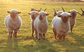 Hampshire Sheep