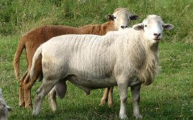 Katahdin Sheep