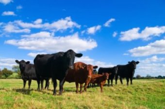 organic-grass-fed-beef-cattle-on-pasture.jpg