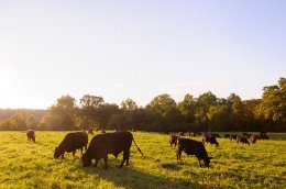 pasture-raised-beef-summerfield