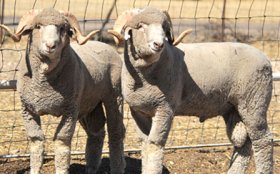 Rambouillet Sheep