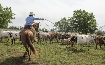 Cattle Ranch Jobs in Texas