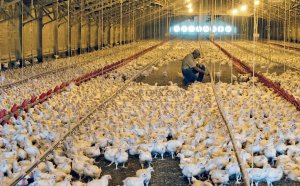 Chicken Farms in Texas