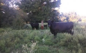 Grass Fed beef, San Antonio