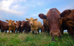 Grass Finished beef