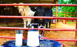 Raw milk Houston