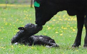 Texas cattle Ranch Jobs