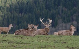 Texas Deer Hunting Ranches