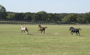 Texas Farms and Ranches