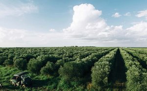 Texas Olive oil Ranch