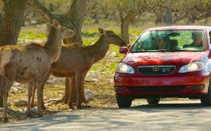 Texas Wildlife Ranch