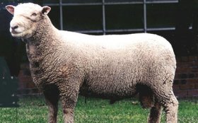 Southdown Sheep