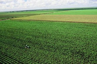 sugar-cane-with-corn-in-background