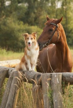 Texas dog friendly